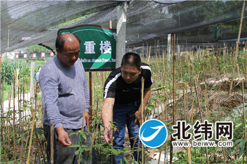 毛燕昌（左）和第一书记高晓明查看重楼长势.jpg