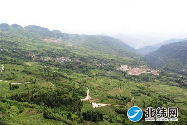 一条产业环线，贯通民建彝族乡茶园.jpg
