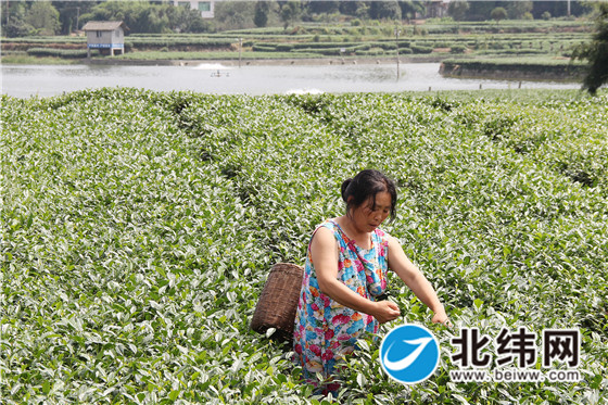 名山红星镇白墙村牟清娥正在茶园里摘茶.jpg