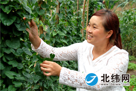 宝兴县永富乡若笔村朱建芬正在管护试种的山药.jpg