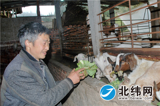 看着抢食的羊群，芦山县大川镇快乐村曾范洪满脸笑容.jpg