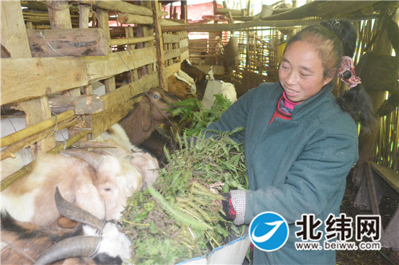荥经泗坪乡民胜村王天蓉饲养黑山羊.jpg