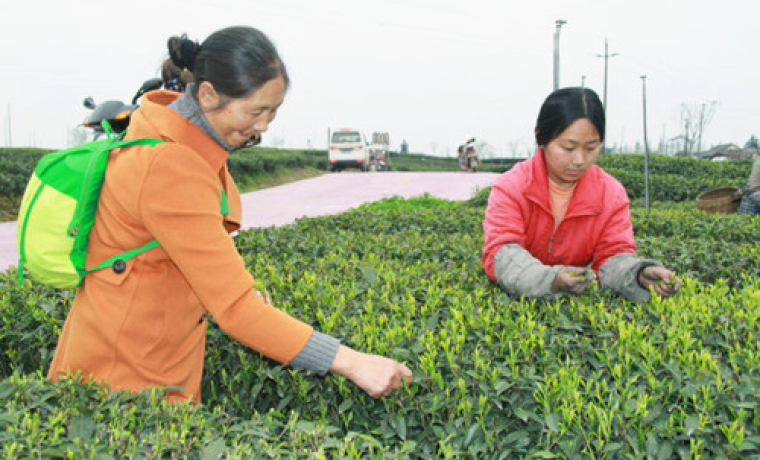清明假期 采茶制茶欢乐多