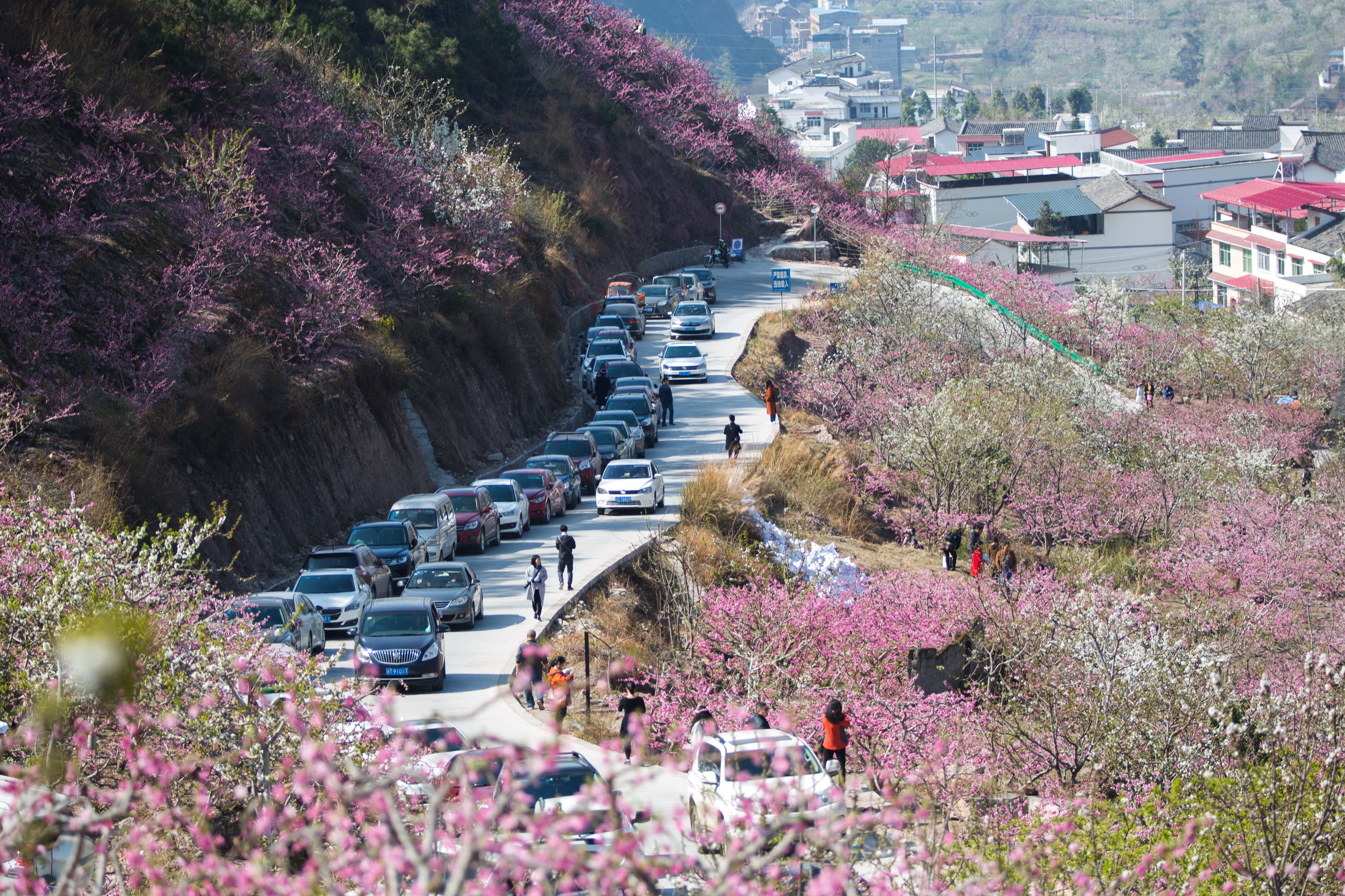 清明假期天气好 汉源桃花别样红