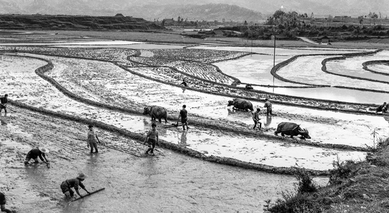 1979年，雅安县草坝镇河岗村实行分组作业，联产承包责任制，这是包产到户前的试探，仍然调动了农民的生产积极性，他们平整秧田十分认真。郑汝成摄_副本.jpg