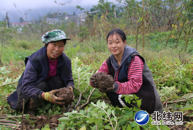 积极探索林下种植助农增收.JPG