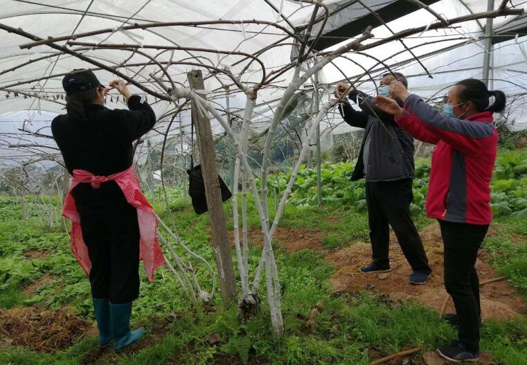 【新春走基层】防疫不误农时 田间地头春耕忙