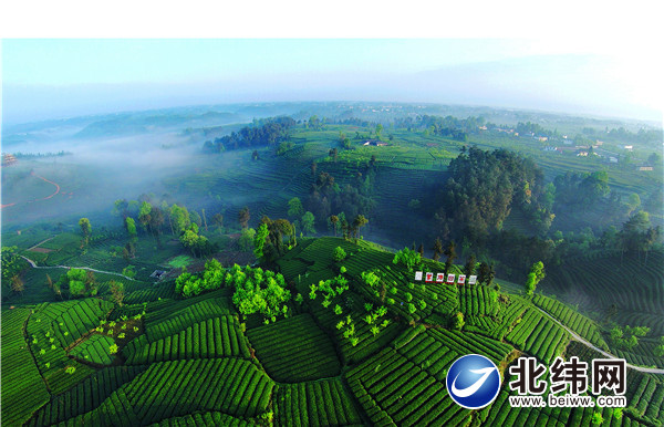 名山区红星镇骑龙村绵延茶园.jpg