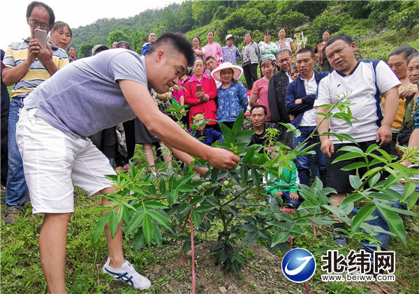 宝兴县蜂桶寨乡民治村为村民开展藤椒种植管理现场培训.jpg