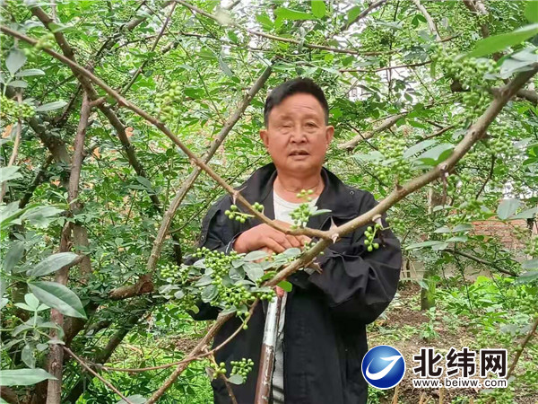 汉源县宜东镇天罡村王安华和他即将丰收的花椒.jpg