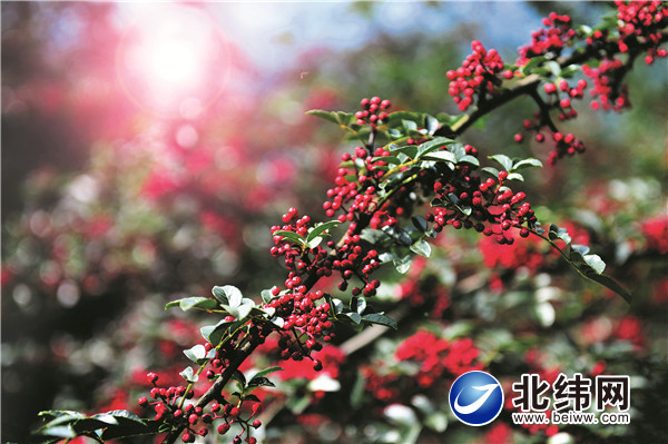 高桥花椒 廖仕林摄 (5).JPG
