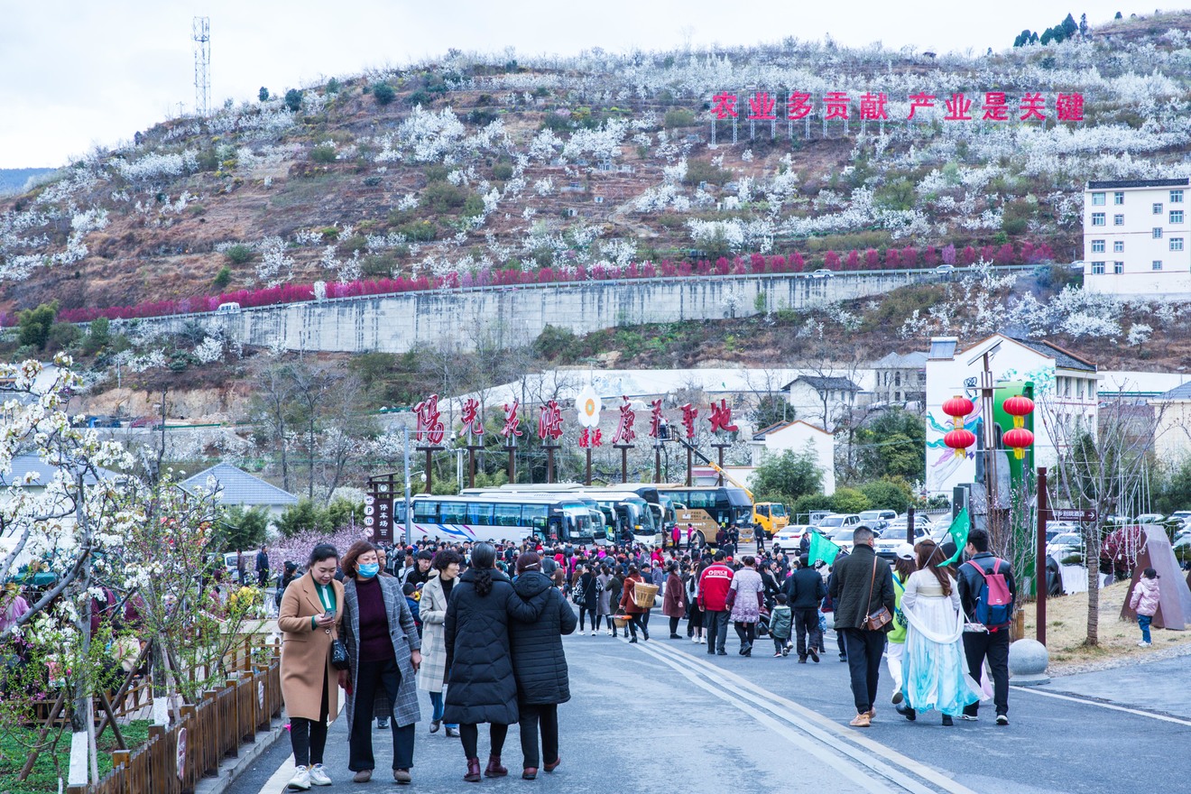 花海果乡  黎州春日芳菲舞  满城尽是梨花香