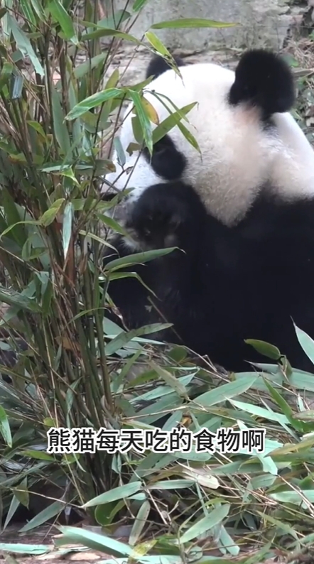 金牌导游说雅安⑩| @淘行纪 带你去邓池沟云游学！ | 文旅大会相约雅安